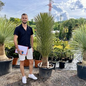 Juka vláknitá (Yucca filifera) - výška 170-200 cm, kont. C70L (-15°C)